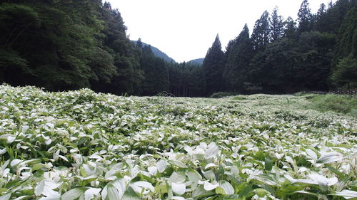 Close-up of flowers growing in field