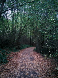 autumn