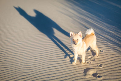 High angle view of dog walking on sand