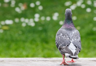 Close-up of pigeon perching