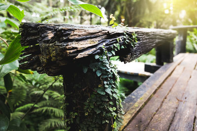 Close-up of tree trunk in forest