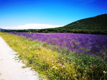 Scenic view of lavender field against blue sky