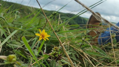 Close-up of yellow flower