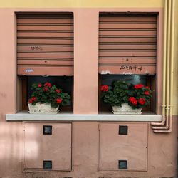 Potted plants on window of building