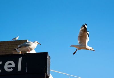 Low angle view of seagulls flying against clear blue sky