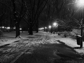 Bare trees in winter at night