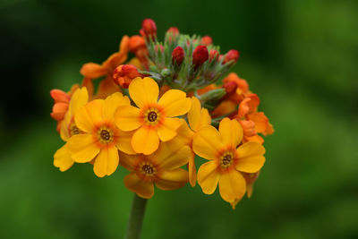 Close up of a candelabra primrose  in bloom