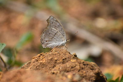 Close-up of butterfly on rock