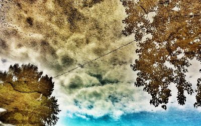 Low angle view of trees against sky