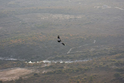 Bird flying over a land