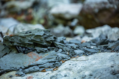 Close-up of lichen on rock