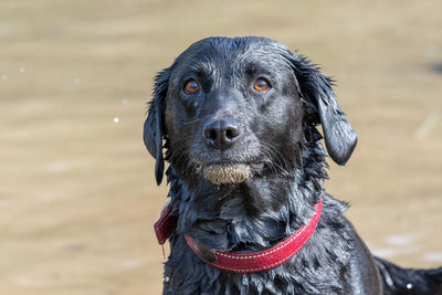 Portrait of a wet black labrador standing by the water