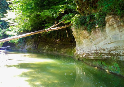 Scenic view of river amidst trees in forest