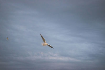 Low angle view of seagull flying in sky