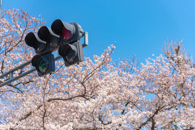 Traffic light the red light with cherry blossoms, tokyo, japan.