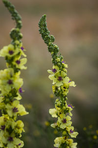 Close-up of flowering plant