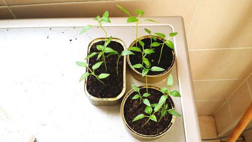 Close-up of potted plant