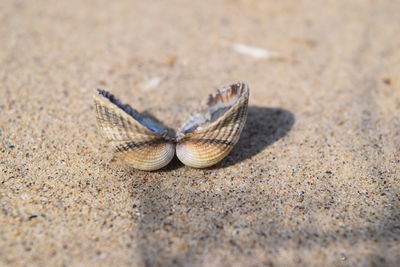 Close-up of insect