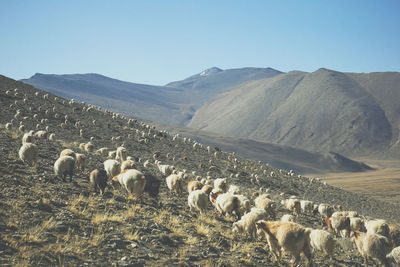 Flock of sheep grazing on landscape against clear sky