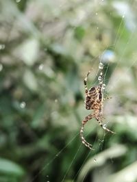 Close-up of spider on web