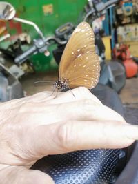 Close-up of butterfly on hand