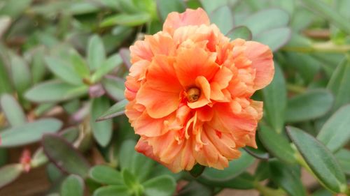 Close-up of flower blooming outdoors