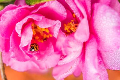 Close-up of bee on pink flower