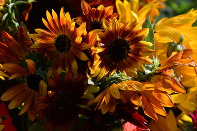 Close-up of yellow flowering plants