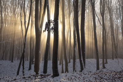 View of trees on snow covered land