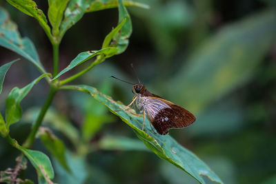 Close-up of insect on plant