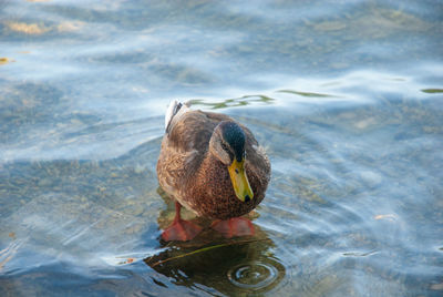 High angle view of duck swimming in lake