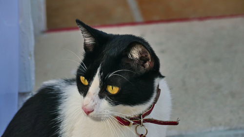 Close-up of a cat looking away