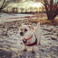 Dog in winter
