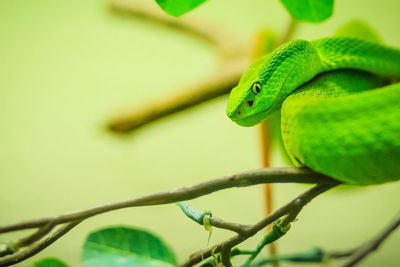 Close-up of a lizard on branch