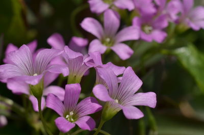 Close-up of pink flowering plants