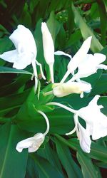 Close-up of white flowers