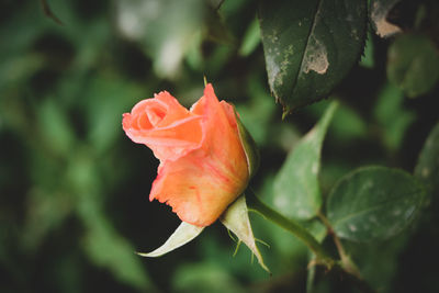 Close-up of rose plant