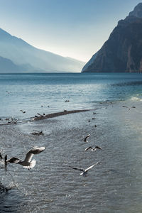 View of seagulls on beach