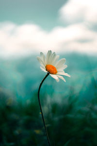 Close-up of white flower
