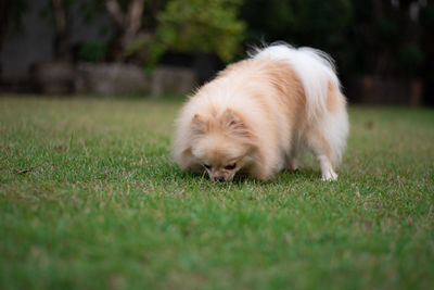 Dog resting on field