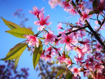 Low angle view of flower tree against sky