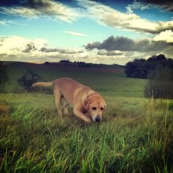 Dog on field against sky