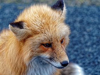 Close-up portrait of lion