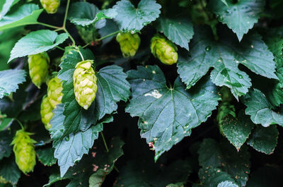 Close-up of berries growing on plant