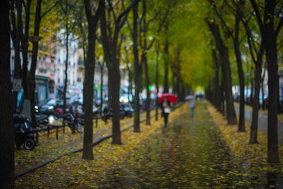 Footpath amidst trees in park during autumn