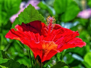 Close-up of red hibiscus blooming outdoors