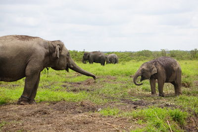 Elephant in a field