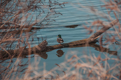 Two ducks floating in a submerged tree on a sunny day