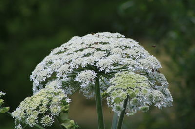 Close-up of white flowers blooming outdoors