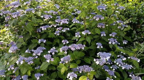 High angle view of purple flowering plants